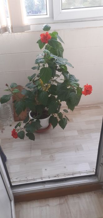 Цветы, Китайская роза.