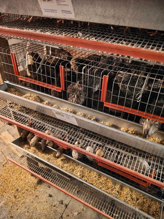 De vânzare prepelițe