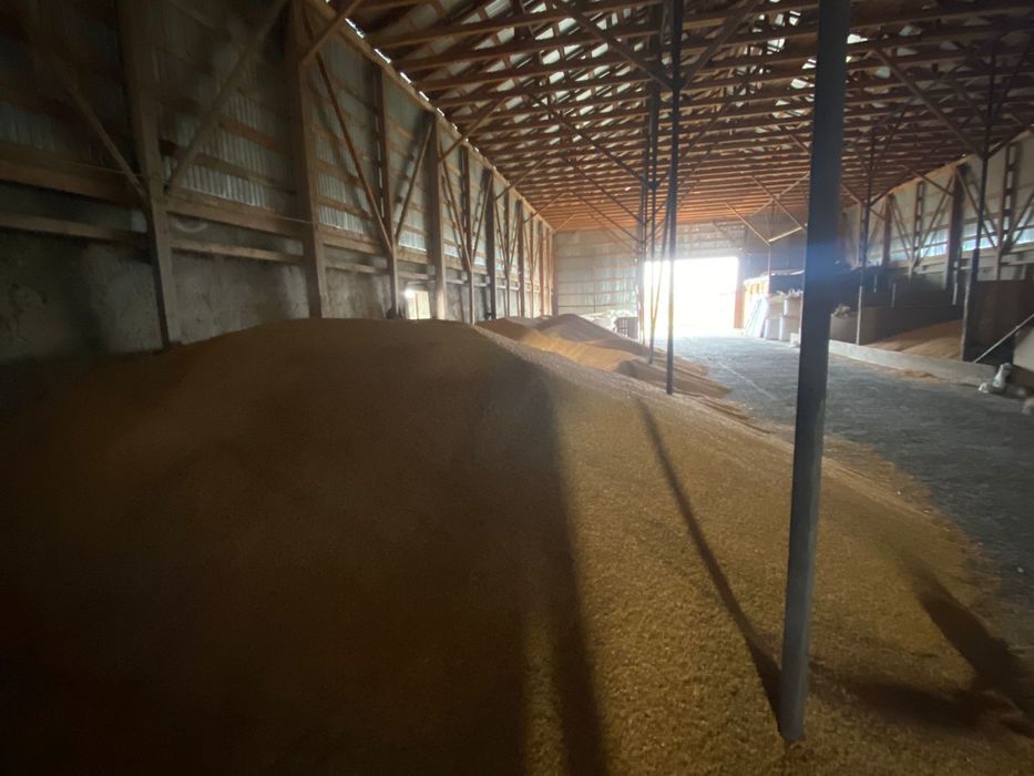 Porumb boabe recolata 2025, 70 de tone