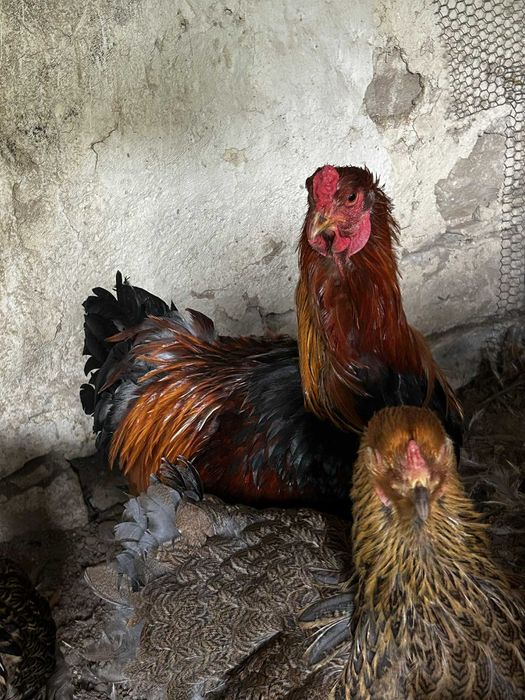 Продавам кокошки брами
