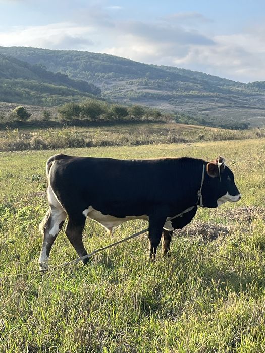 Se vinde taur de rasa baltata roamneasca