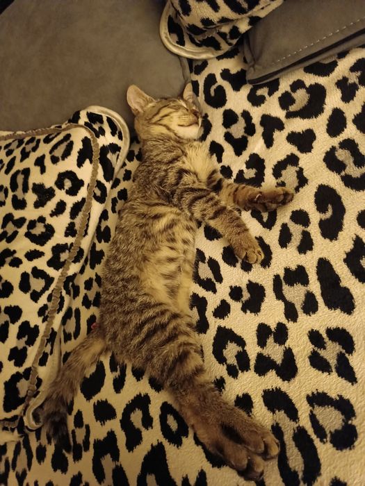 Mushuk oʻgʻil bola