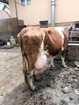 Vaca baltata  de 5 ani de vânzare
