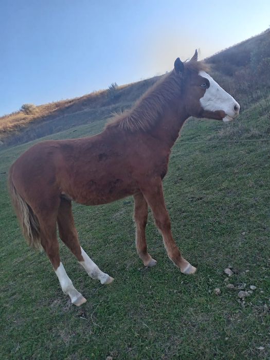 Vând mânză de 6 luni!!