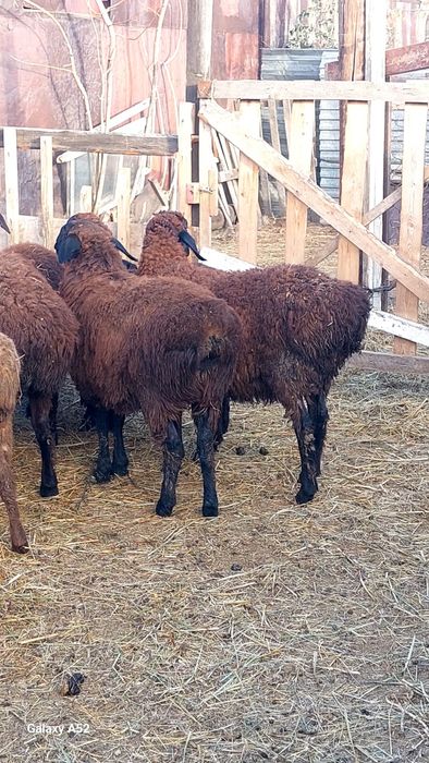 Қой сатамыз ул.Айтмағанбет 9/1