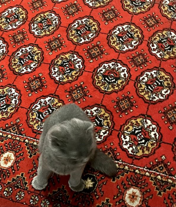 Scottish Fold, sotiladi!