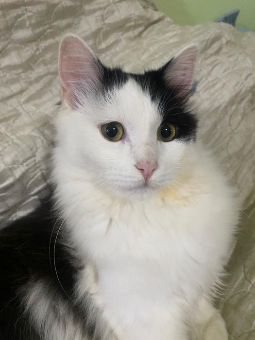 Здоровая ,красотка ищет новый дом, очень ласковая и игривая