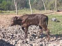 Tauri de vânzare