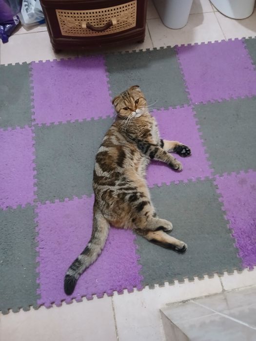 Отдам в хорошие руки кошечку