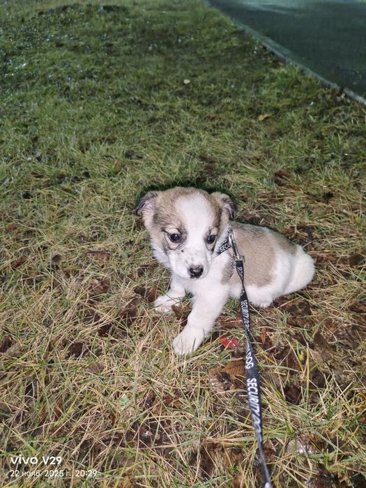 Срочно Ищем дом для щенят