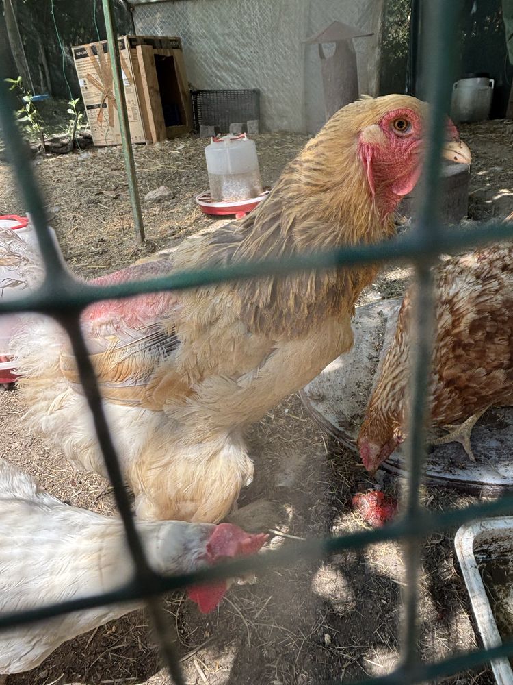 Продавам колумбийски брами 1 кокошка и 1 петел