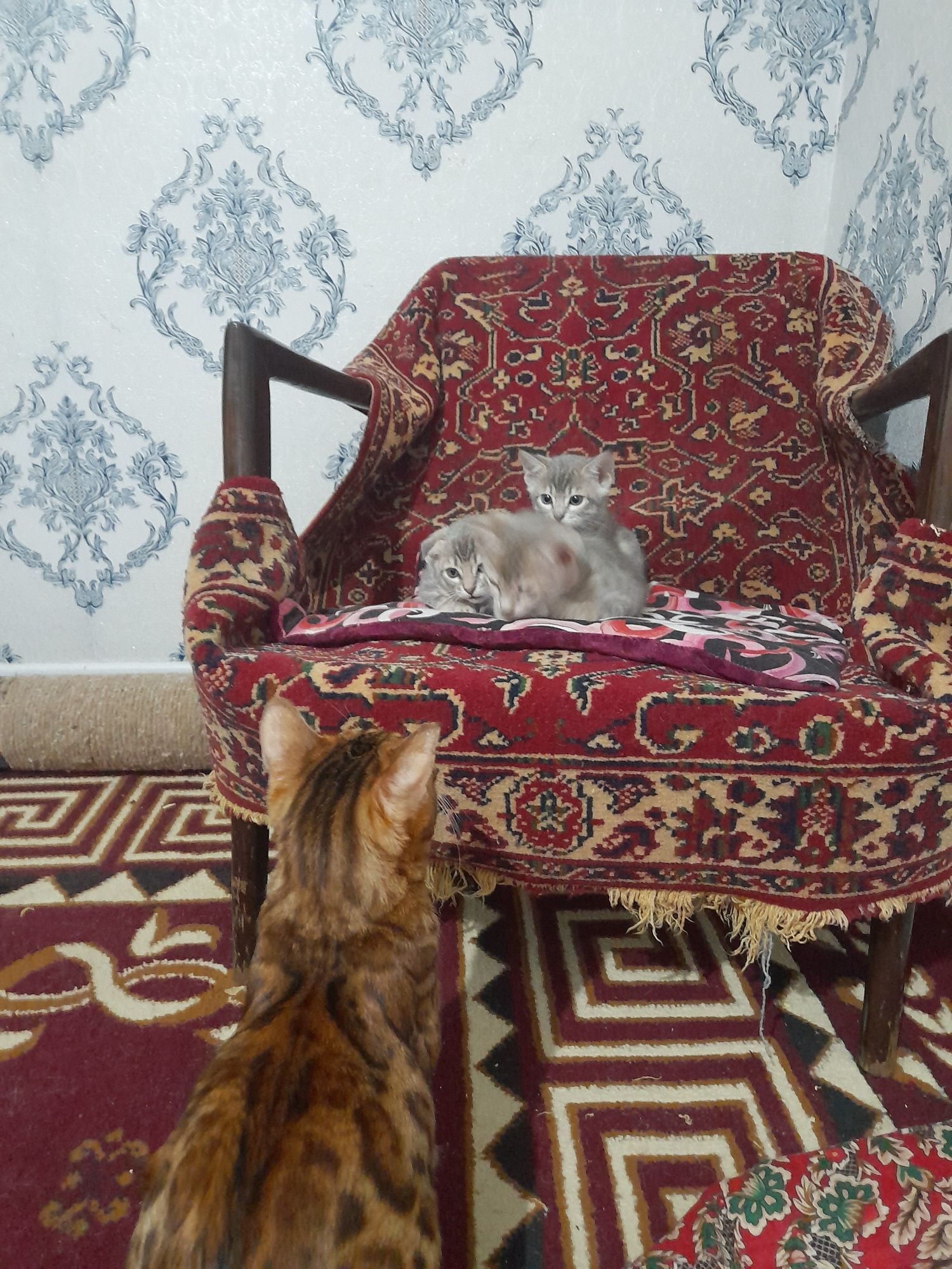 Бенгальские котята продаётся