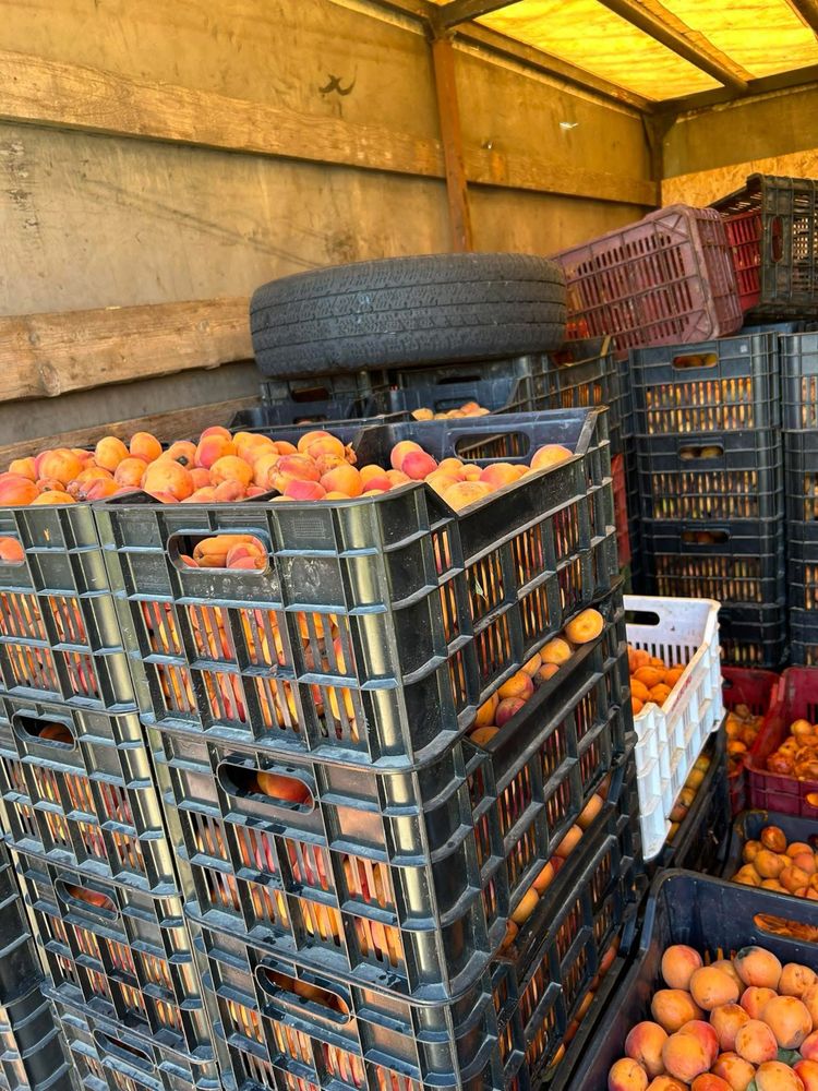 Caise pentru țuica palinca producator 2025
