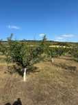 Vand 2,5 ha livada de PRUNI