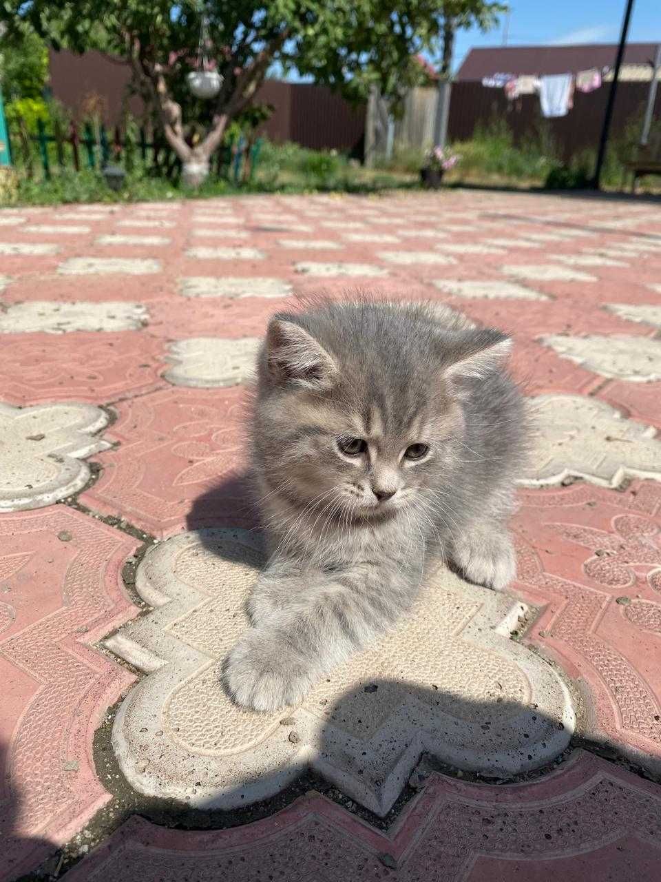 Отдам котят бесплатно