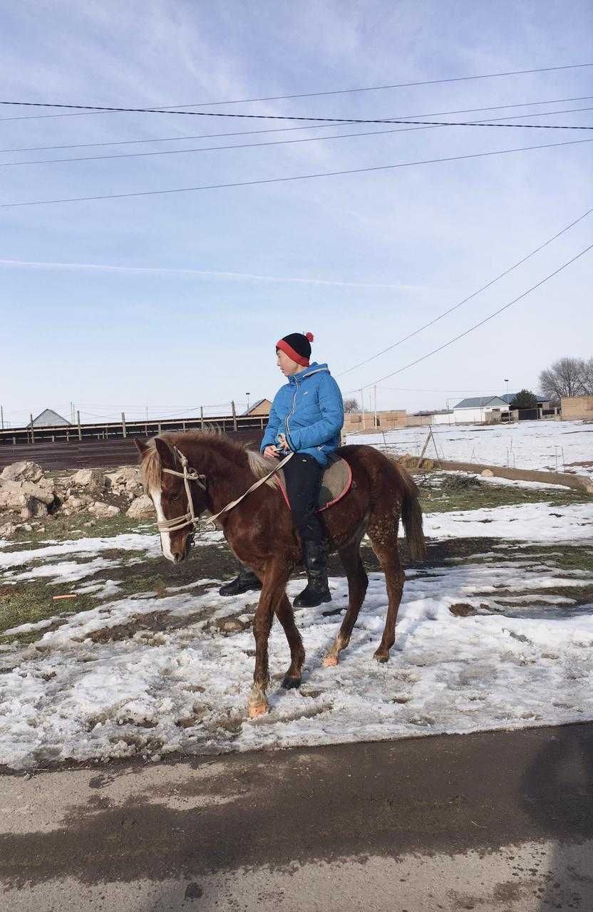 продается лошадь