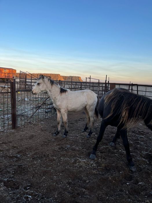 Продам лошадь срочно