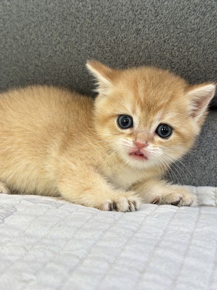 Котята британские шиншиллы