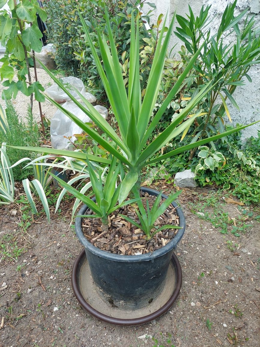 Yuca planta ornamentala