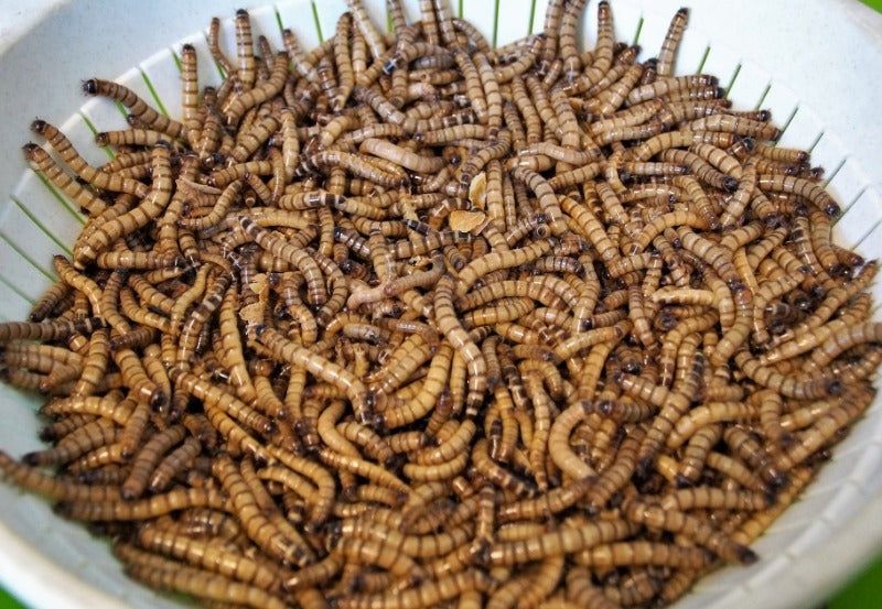 Superworms, mealworms, Hrana vie, momeala viermi