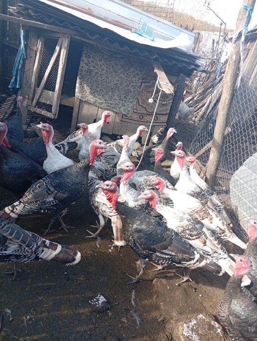 Vând curci și curcani