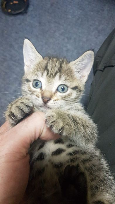 Котята ждут своих хозяев возможно доставка