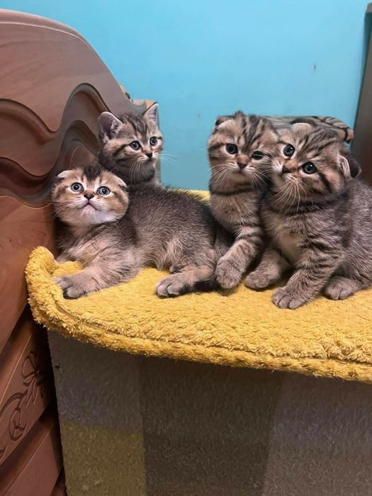 вислоушки котята шотланцские