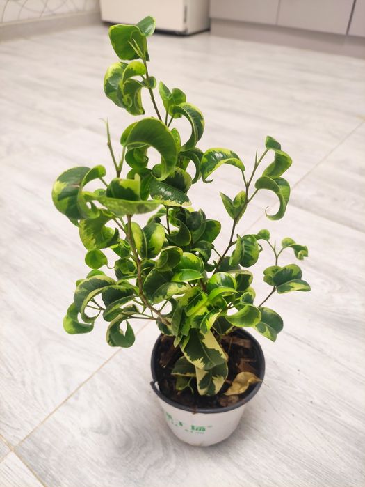 Распродажа декоративные комнатные растения