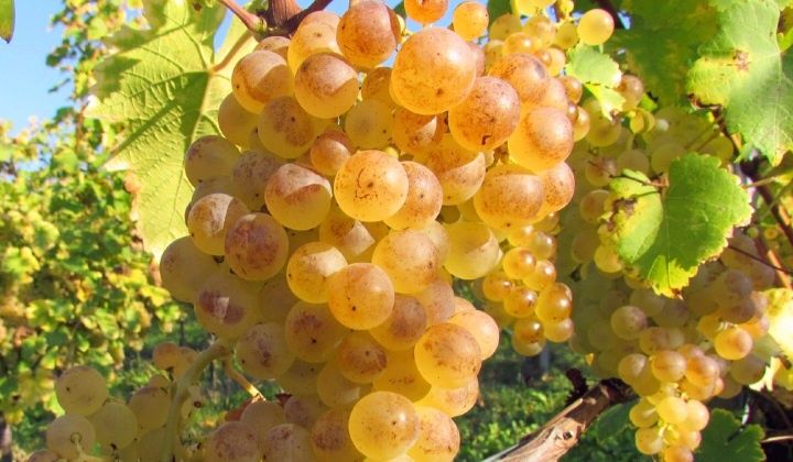 Vand struguri de vin. + asiguram Transportu.