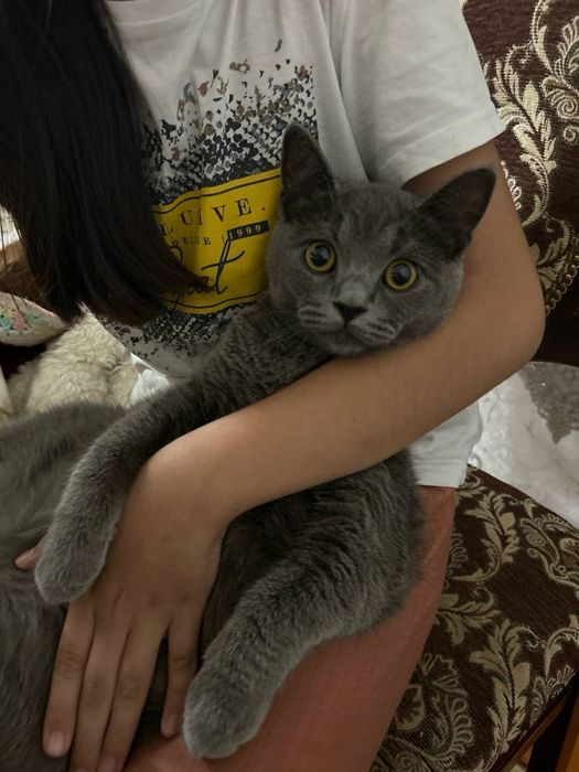 Продаётся кот породистый
