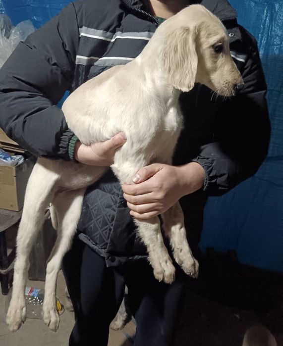 Продаётся шенок тазы