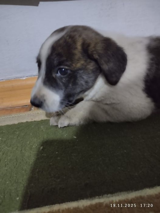 Одам щенка бесплатно в хорошие руки щенок смесь лабрадора и дворняшки