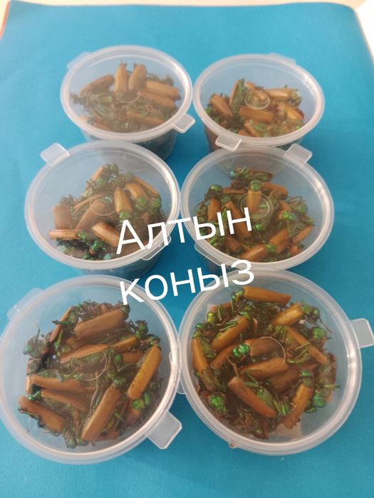 Алтын коныз Майски жук золотой жук синий жук  Altyn konyz