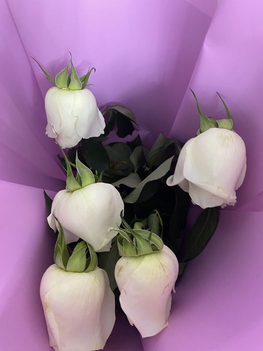 свежих белых роз