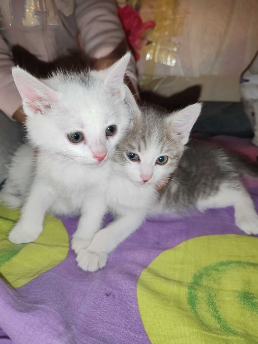 Котята домашние даром