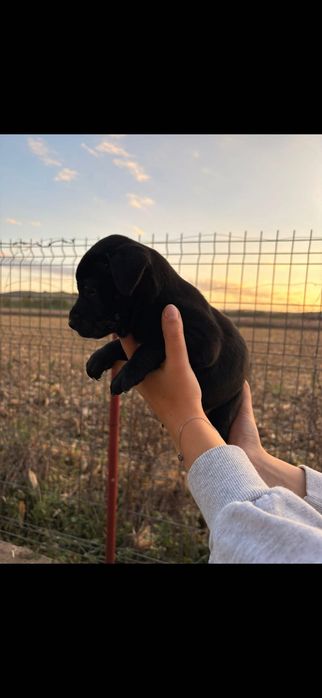 donez pui de caine 2 luni