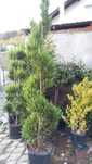Plante ornamentale