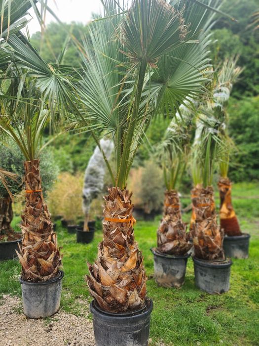 Palmier Washingtonia Rezistent la ingheț