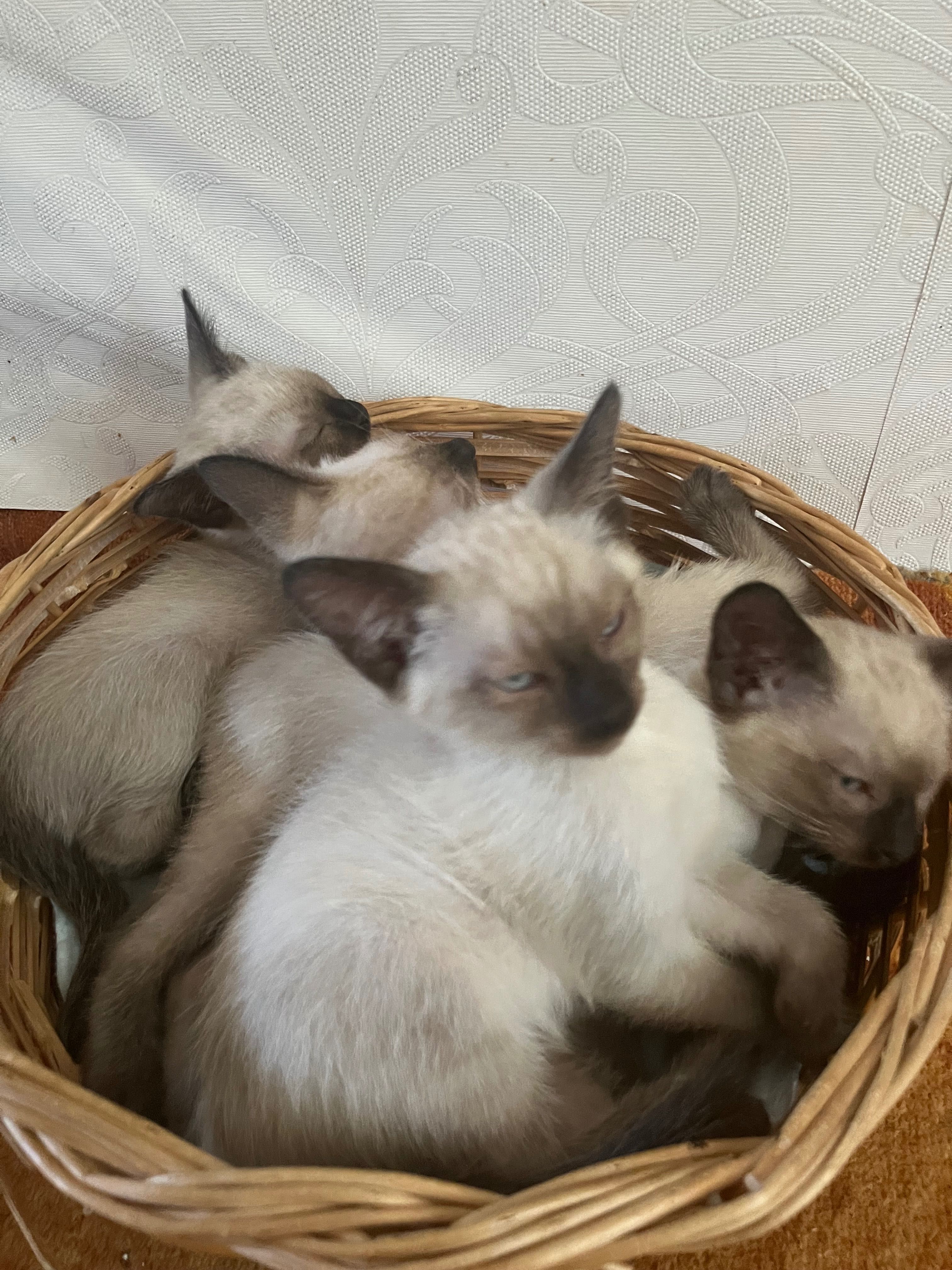 Чистокръвни Сиямски котета