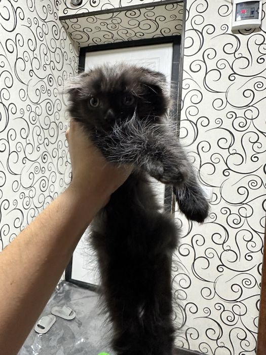 Highlandfold котенок чистокровный