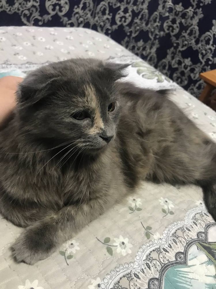 Продается кошка