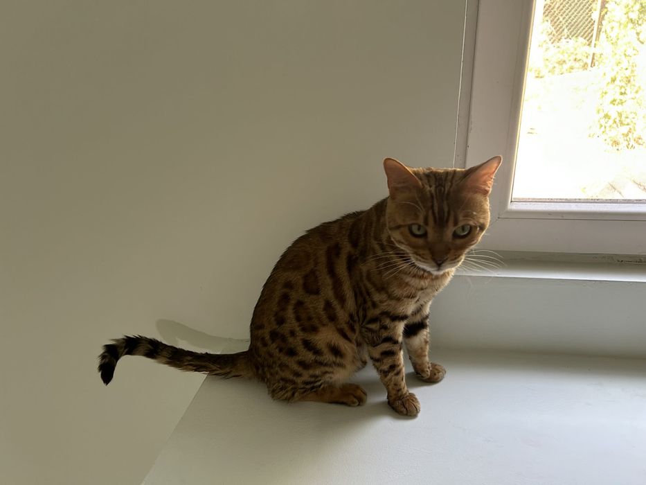 Бенгалска котка мъжка