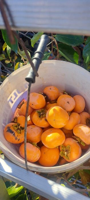 Райска ябълка Diospyros kaki