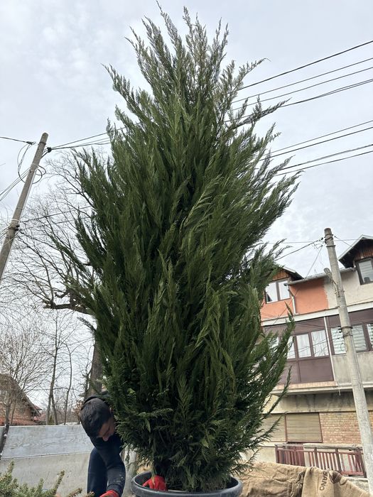 Leylandii la ghiveci