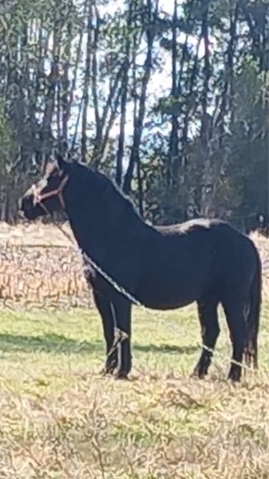 Cal semi greu de vanzare