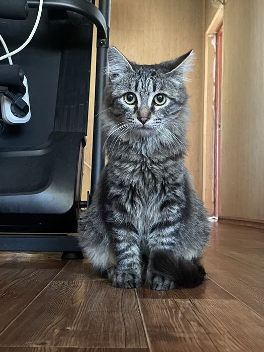 Продаю котенка Мейн-куна.