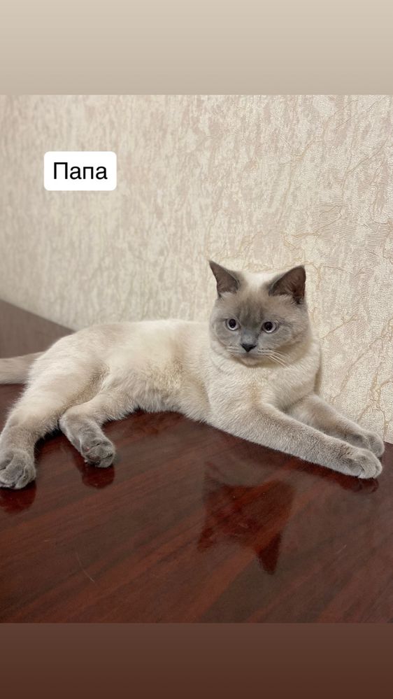 Scottish fold arzon narxlada