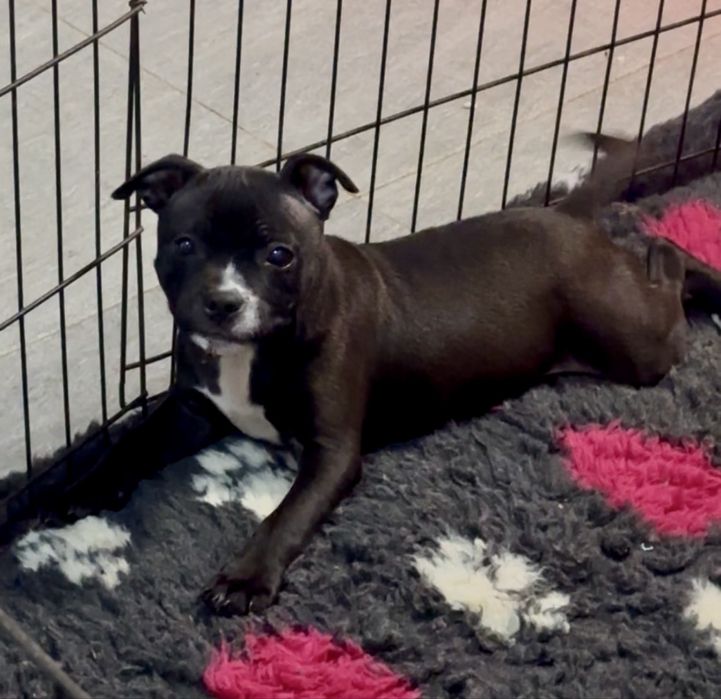 Staffordshire Bull Terrier femela