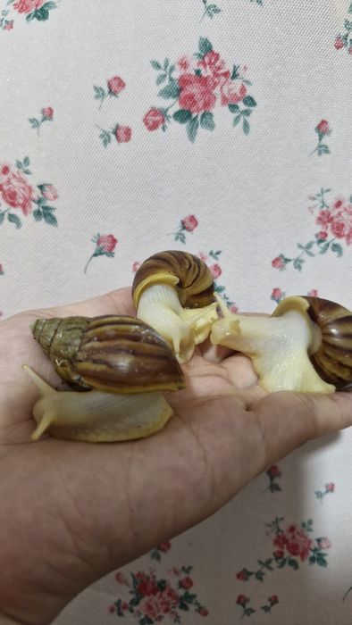 Улитка бесплатно