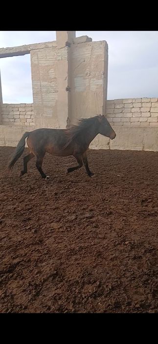 Соғымға семіз ту бие